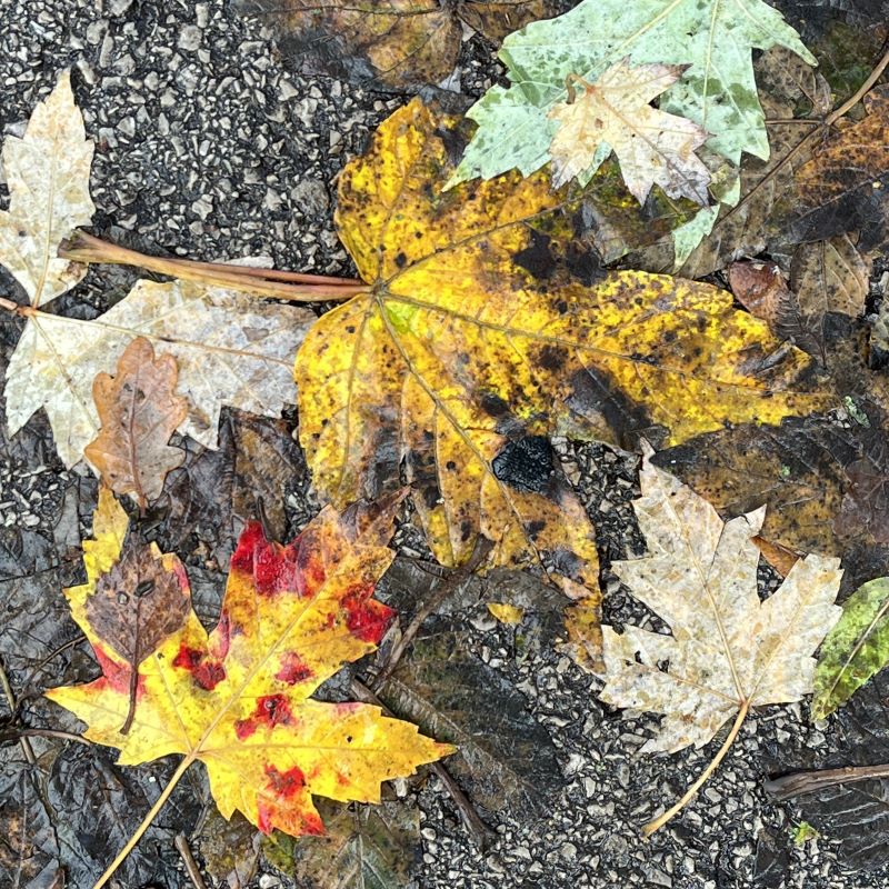 Fallen leaves on the pavement, in green, yellow, red, brown and white
